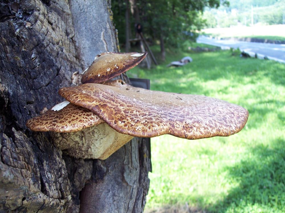 Finalmente funghi in valle (aosta)